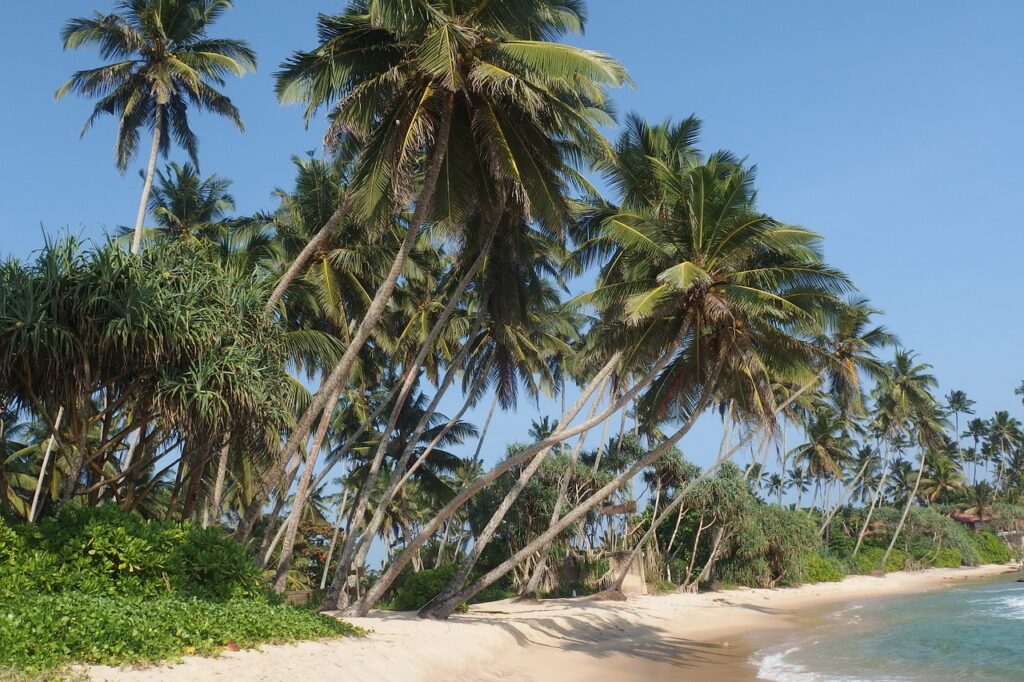 sri lanka, palm trees, beach-822613.jpg